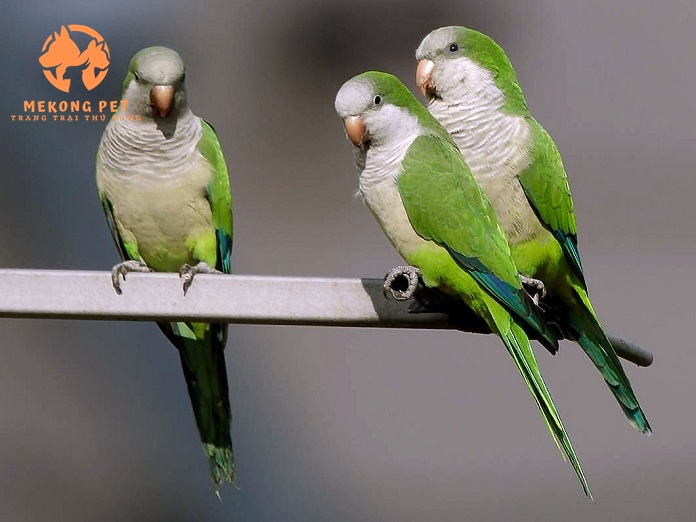 Mua Bán Vẹt Monk Blue&nbsp;Parakeet (vẹt thầy tu) Tại TP.HCM
